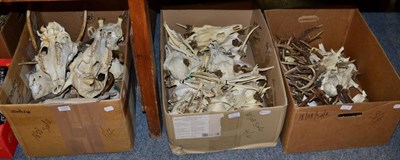 Lot 1125 - Antlers/Horns: Roe Buck/ Red Deer, circa late 20th century, twenty four roe buck antlers on cut...