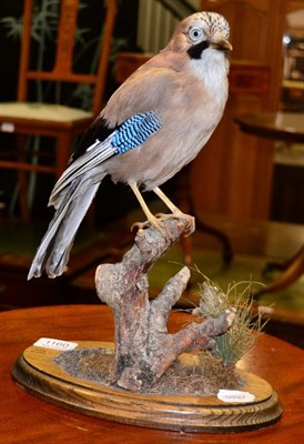 Lot 1160 - Taxidermy: Eurasian Jay, circa late 20th century, full mount perched upon a small tree branch,...