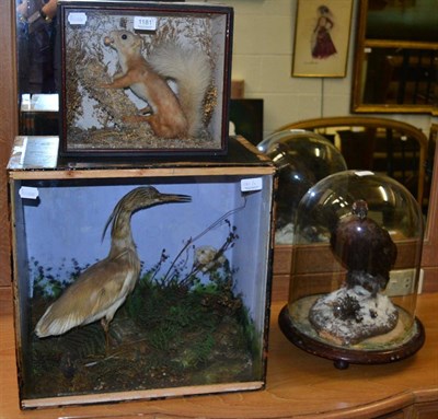 Lot 1181 - Taxidermy: A Victorian Cased Red squirrel, a cased Night Heron, and a Willow Grouse cock bird under