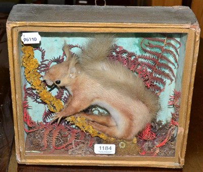 Lot 1184 - Taxidermy: Victorian Red Squirrel, cased