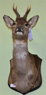 Lot 1315 - Taxidermy: Roe Buck (Capreolus capreolus), circa 1993, by G. Tatterton, Yorkshire Taxidermy...