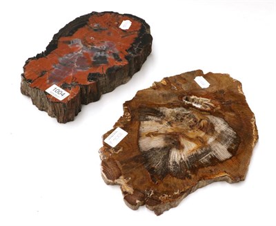 Lot 1004 - Minerals: Two Highly Polished Petrified Wood Slices; one showing detailed graining, 34cm; the other