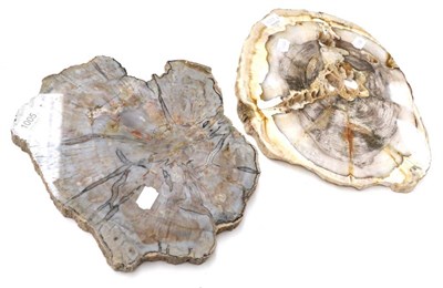 Lot 1005 - Minerals: Two Highly Polished Petrified Wood Slices; 35cm and 32cm