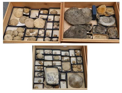 Lot 1076 - Fossils: Two Boxes of Echinoidea Fossils together with one box of Cehpalopods (ammonites)...