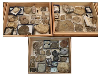 Lot 1077 - Fossils: Three Boxes of Cephalopods (ammonites) various sizes(qty)