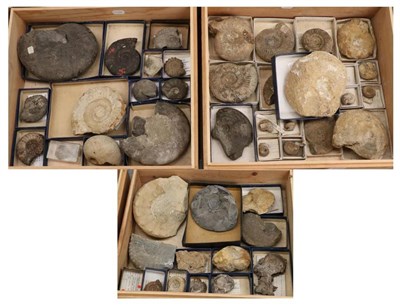 Lot 1078 - Fossils: Three Boxes of Cephalopods (ammonites) various sizes (qty)