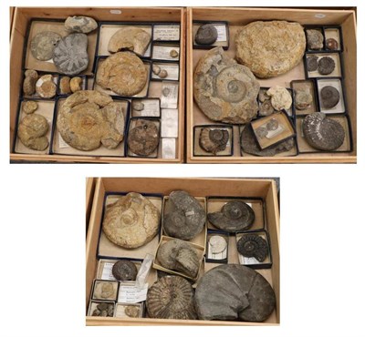 Lot 1079 - Fossils: Three Boxes of Cephalopods (ammonites) various sizes (qty)