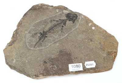 Lot 1080 - Fossils: Stegocephalian Amphibian Fossil, Czech Republic.  A superb museum quality specimen...