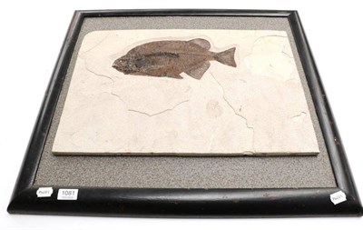 Lot 1081 - Fossils: Pharodus Tetis, Eocene from Green River Formation, Wyoming USA.  Approximately 50...