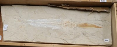 Lot 1082 - Fossils: Libanopristis Iram, from Hgula, Lebanon.  Cretaceous, approximately 95 million years old.