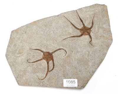 Lot 1085 - Fossils: Fossil Starfish Plate, Ophiuroidea sp. from El Kaid, Morocco.  This fine detailed...