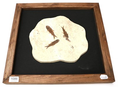 Lot 1086 - Fossils: Fossil Fish Group in Frame, Knightia Alta, Wyoming, USA, Eocene period, 47 million years