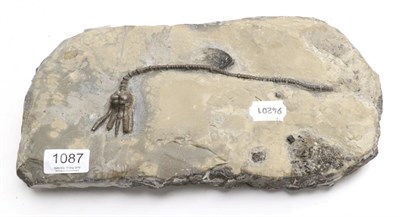 Lot 1087 - Fossils: Encrinus Liliformis (Schloth.) - complete Chinese Crinoid.  This amazing, almost...