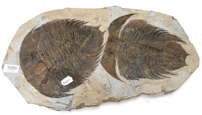 Lot 1089 - Fossils: Dikelocephalina Asiatica, from the Ordovician of Zagora, Morocco.  A very large and...