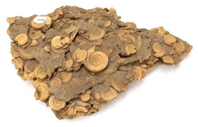 Lot 1090 - Fossils: Dactyliocas Athleticum from Schlaifhausen, Germany.  A multi bed of ammonites, acid etched