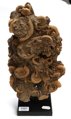 Lot 1091 - Fossils: Dactilioceras Ammonite Group on Stand, Schlieffhausen, Germany, Lower Jurassic, 170...