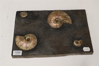 Lot 1092 - Fossils: Cleoniceras Ammonites on Shale,  Madagascar, Cretaceous, 110 million years