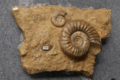 Lot 1094 - Fossils: Euhoploceras Ammonite specimen, Sherborne, Dorset  A museum quality display piece from the