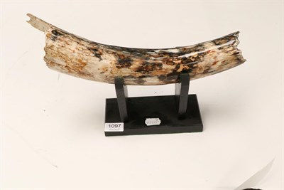 Lot 1097 - Fossils: A Partial Mammoth Tusk, Ice Age 20 thousand years- 50 thousand years  Dredged from the...