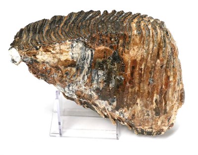 Lot 1098 - Fossils: A Mammoth Tooth, Ice Age 20 thousand years- 50 thousand years  Dredged from the North...