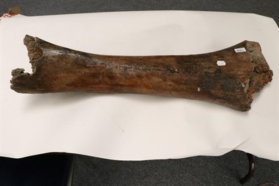 Lot 1099 - Fossils: A Mammoth Leg Bone, Ice Age 20 thousand years- 50 thousand years  Dredged from the...