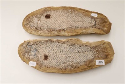 Lot 1100 - Fossils: A Fossil Fish in Solidified Mud; with positive and negative sides, 42cm long