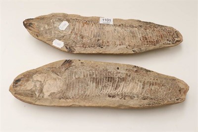 Lot 1101 - Fossils: A Fossil Fish in Solidified Mud, with positive and negative sides, 42cm long