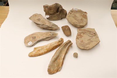 Lot 1102 - Fossils: A Collection of Seven Fossils; comprising Belemnite and Amanite; a negative and...