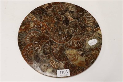 Lot 1103 - Fossils: A Collage of Cleoniceras Ammonites, Madagascar, Cretaceous, 110 million years