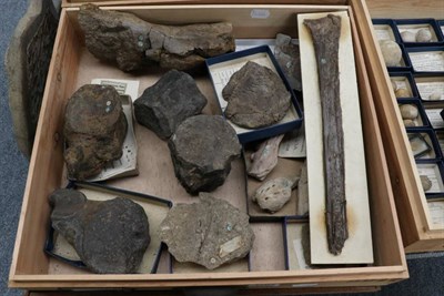 Lot 1104 - Fossils: A Box of Vertibrate Fossils from Southern England, USA and Canada (13)