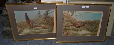 Lot 1237 - C David Johnston (20th century) Pheasant standing in vegetation, signed and dated 1973, watercolour