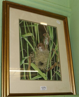 Lot 1275 - C Whitfield (b.1958),Two field mice with nest amongst stalks, signed and dated '86, oil on...