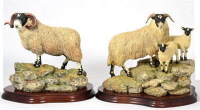 Lot 9 - Border Fine Arts 'Blackie Tup', model No. B0354 by Ray Ayres, limited edition 143/1750, on wood...