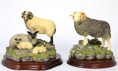 Lot 36 - Border Fine Arts 'Herdwick Tup', model No. B0705 by Ray Ayres, limited edition 127/750, on wood...