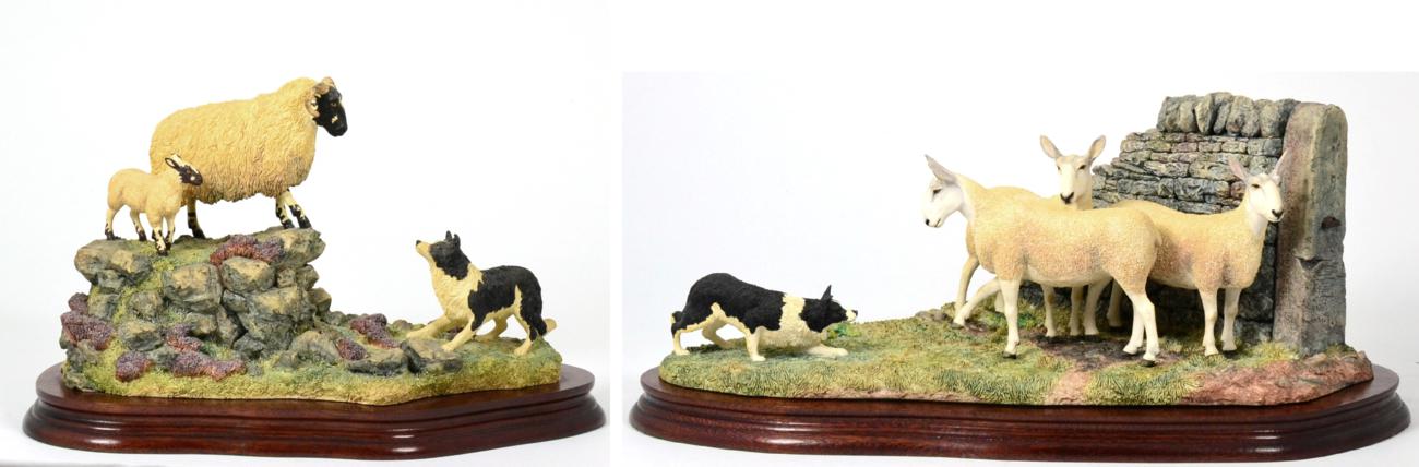 Lot 59 - Border Fine Arts 'Stand Off' (Border Collie and Sheep), model No. B0701 by Ray Ayres, limited...