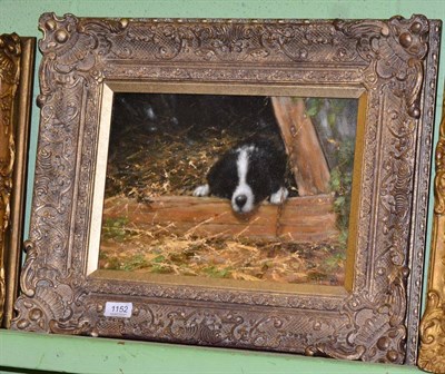 Lot 1152 - Neville Barker (1949-2008) Collie pup hiding, signed (lower right), oil on canvas, 24cm by 34cm