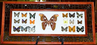 Lot 367 - Etomology: An Oriental Style Framed Collection of 19 Various Asian Butterflies and Moths, including