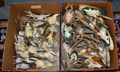 Lot 1030 - Antlers: a quantity of Roe Buck antlers on cut upper skulls mounted upon split ash wood shields...