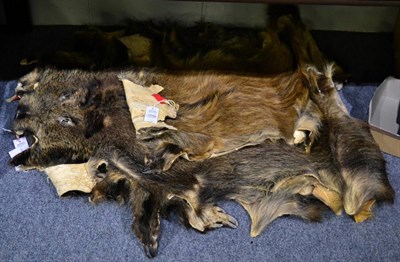 Lot 1046 - Taxidermy: European Wild Boar (Sus scrofa), modern, six various sized prepared skins, juvenile...