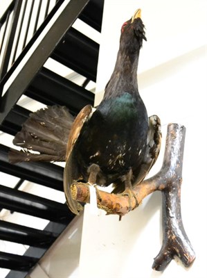 Lot 1105 - Taxidermy: European Capercaillie (Tetrao urogallus), circa late 20th century, full mount cock...