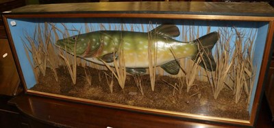 Lot 1234 - A reproduction pike enclosed within a large ebonised display case in a natural river bed of setting