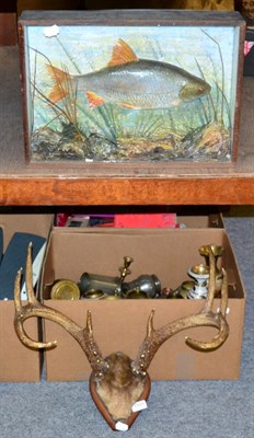 Lot 1103 - Taxidermy; White tailed deer, anthers on hide covered frontlet on shield and a cased...