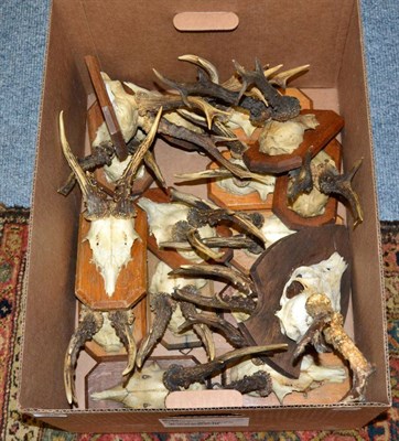 Lot 1105 - Antlers/horns: Roebuck antlers and matching shields (15) + one other (16)