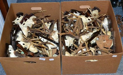 Lot 1113 - Antlers/Horns: Roe Buck (Capreolus capreolus), circa late 20th century, twenty five sets of adult &