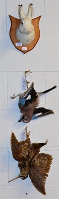 Lot 1122 - Taxidermy: White Rabbit shoulder mount on a shaped wooden shield, Woodcock and a Jay mounted as...