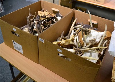 Lot 1126 - Taxidermy: Roe Buck (Capreolus capreolus) circa 1970, seventeen various sized Roe buck antlers...