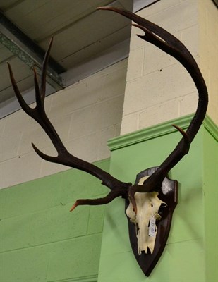 Lot 1264 - Taxidermy: Hungarian red deer (Cervus elaphus), circa mid-late 20th century, large antlers on...