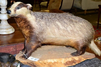 Lot 459 - Taxidermy: European Badger (Meles meles) full mount stood upon a sliced oak tree section with...