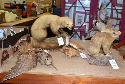 Lot 1016 - Taxidermy: European pine marten full mount stoop upon a cut tree section with mouth agape,...