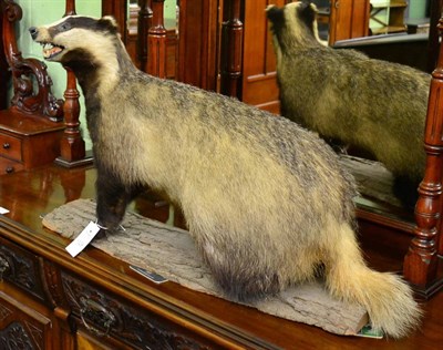 Lot 1329 - Taxidermy, European badger (meles meles) full mount stood upon a sliced tree bark section with head